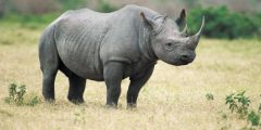 ما هي أنواع وحيد القرن