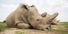هل انقرض وحيد القرن 2022