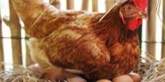 متى يبدا الدجاج في انتاج البيض بعد ولادته